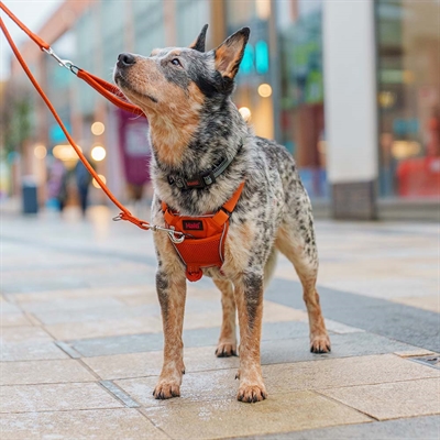 Halti No Pull Anti Træk Hundesele Burnt Orange